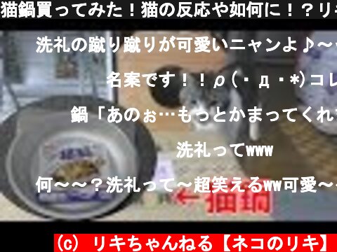 猫鍋買ってみた！猫の反応や如何に！？リキちゃん猫鍋喜ぶかな？猫グッズ・アルミ製猫鍋・ペットの暑さ対策【リキちゃんねる　猫動画】Cat videos キジトラ猫との暮らし  (c) リキちゃんねる【ネコのリキ】